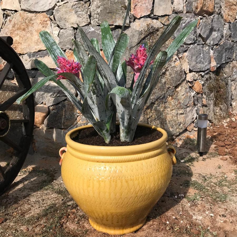 Moradia Rural De Charme Agradavel E Acolhedora Villa Arrimal Ngoại thất bức ảnh